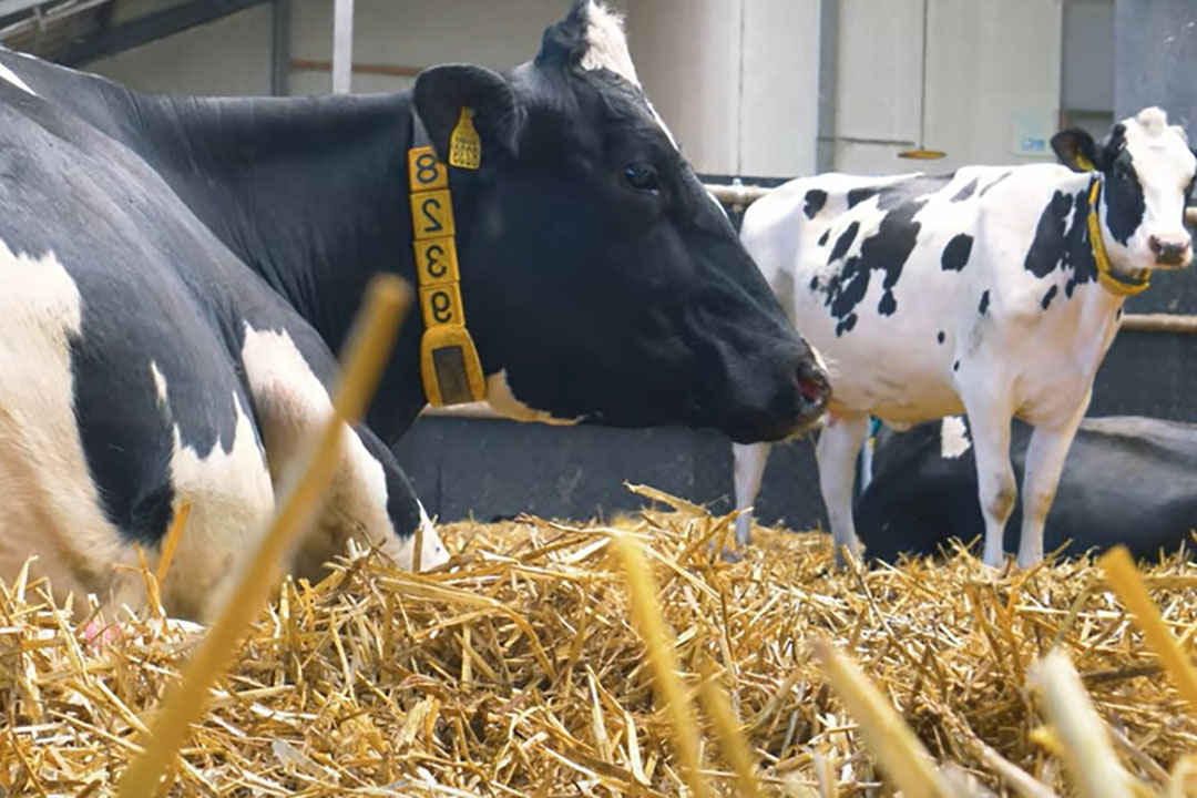 VIDEO: BCS – talking metabolic disorders and cow diets - Dairy Global