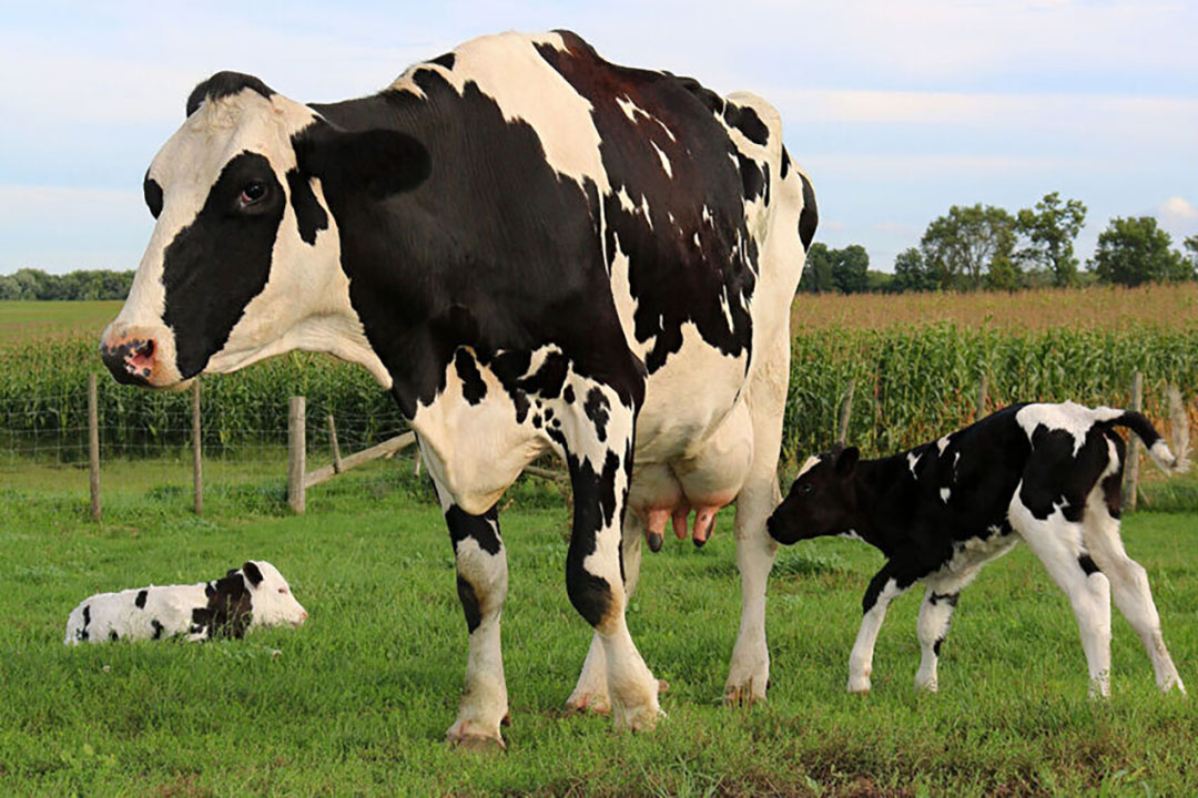 Combining starch and sugar in lactating cow diets Dairy Global