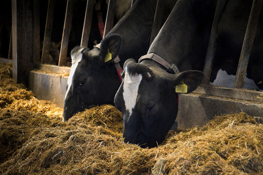 Optimising the post-freshening period for dairy cows - All About Feed