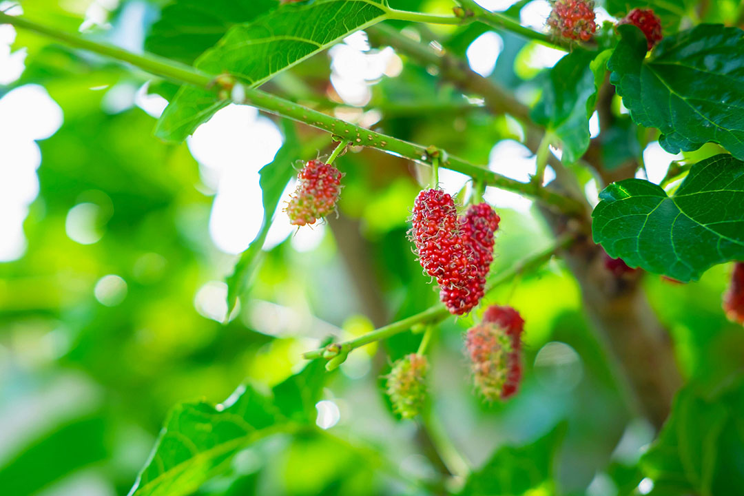 Mulberry Branch Farm