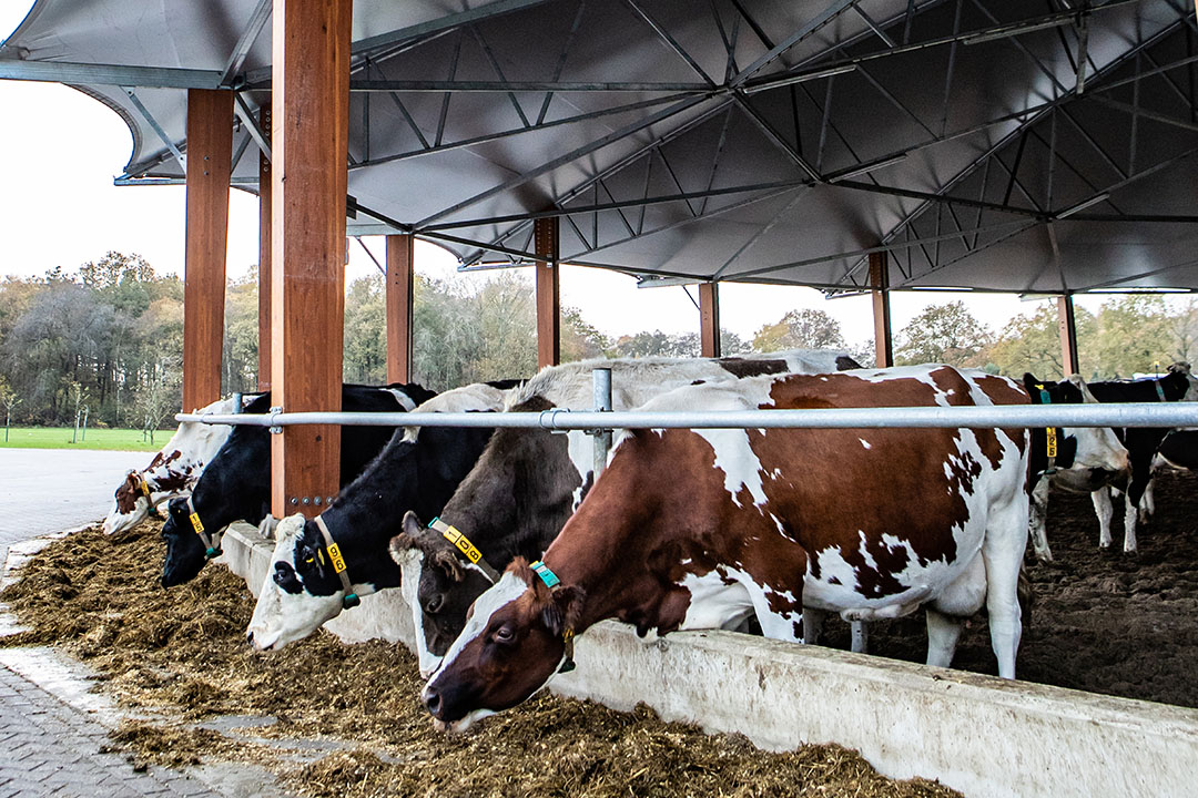 Keeping and Breeding a Milk Cow