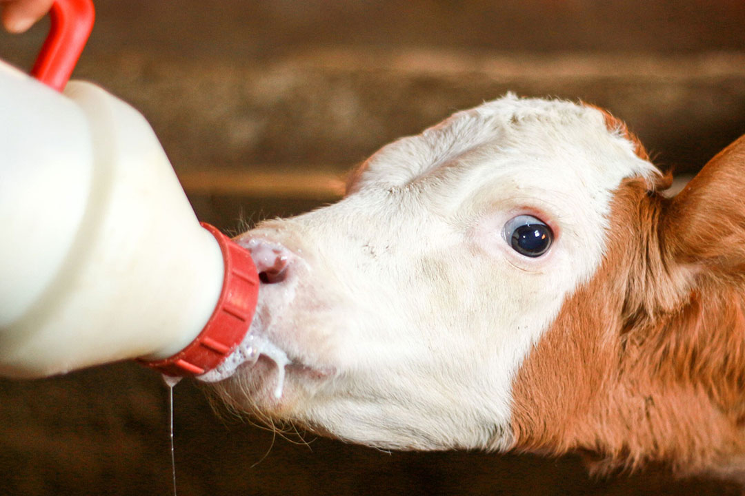 How milk reduction at weaning affects dairy calves - Dairy Global