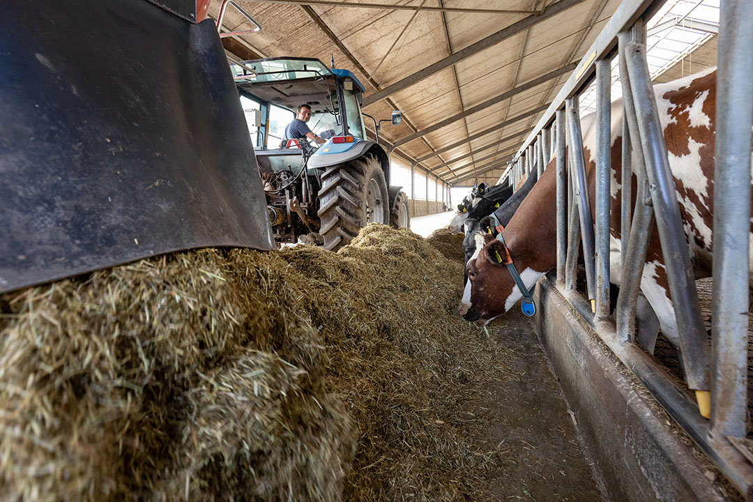 Wheat straw can help keep cows full