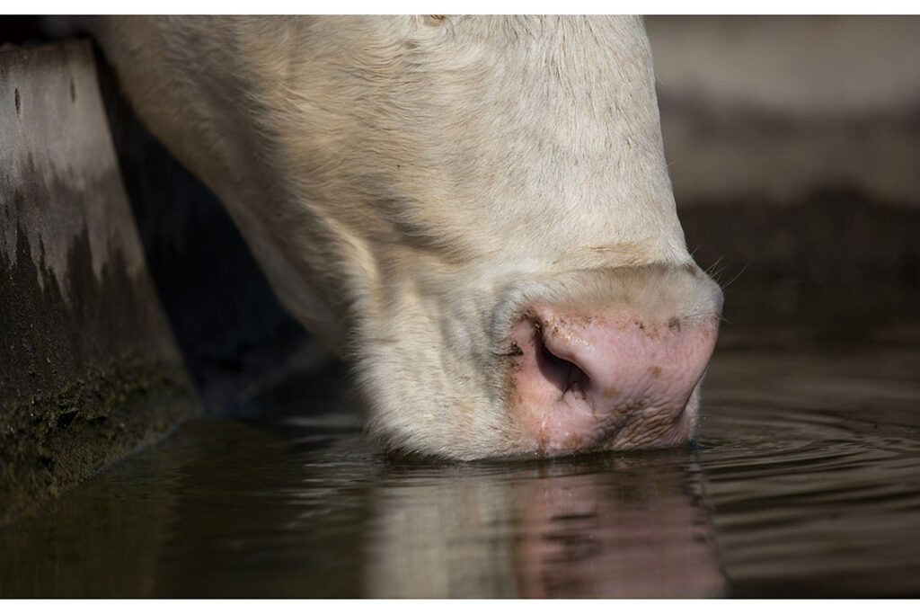 Mitigation Of Heat Stress In Dairy Cows Gathers Pace - Dairy Global