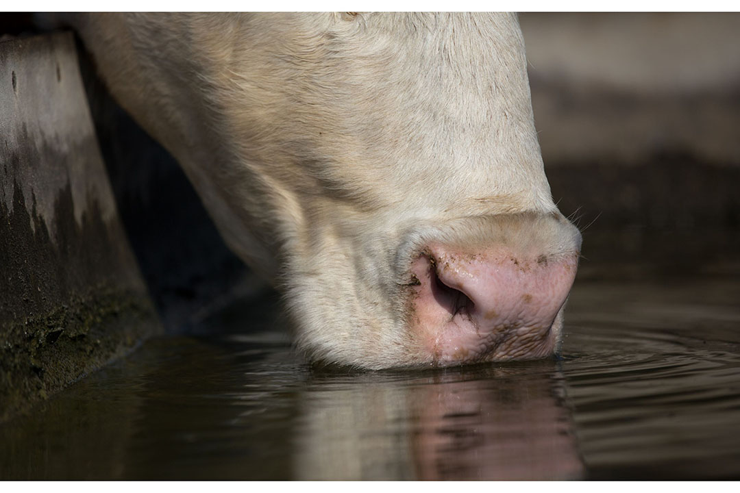 Mitigation of heat stress in dairy cows gathers pace - Dairy Global