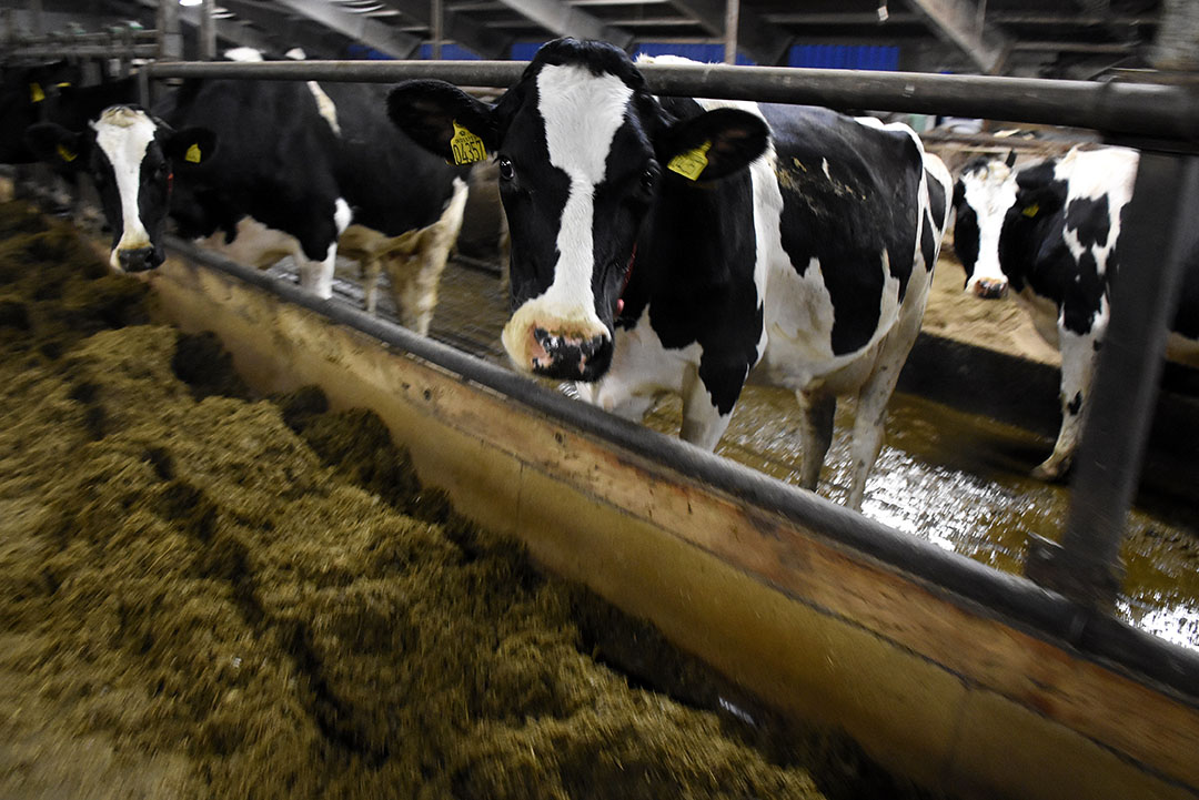 Danish dairy farmer uses only locally-grown protein - Dairy Global