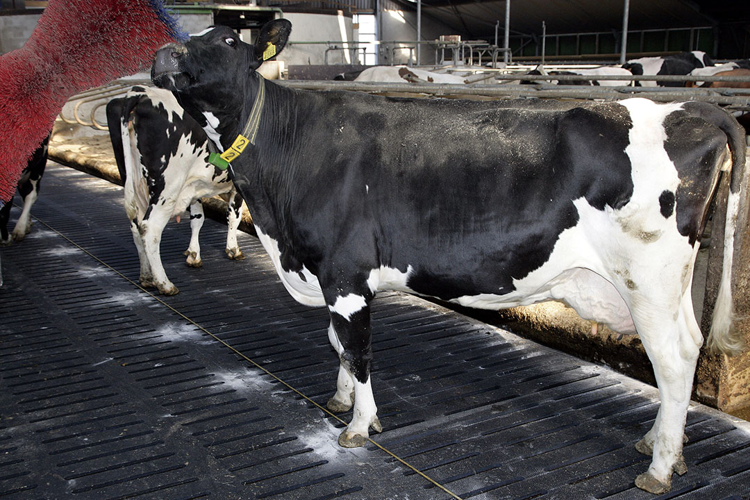 Feeding postpartum cows successfully - All About Feed