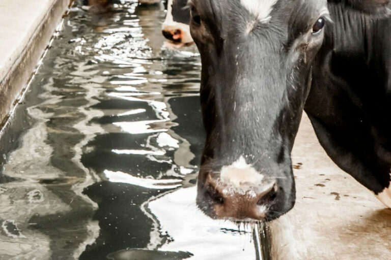 High Producing Lactating Cows And Heat Stress Dairy Global