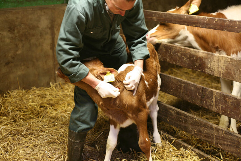 Chronic vet shortage A global problem Dairy Global