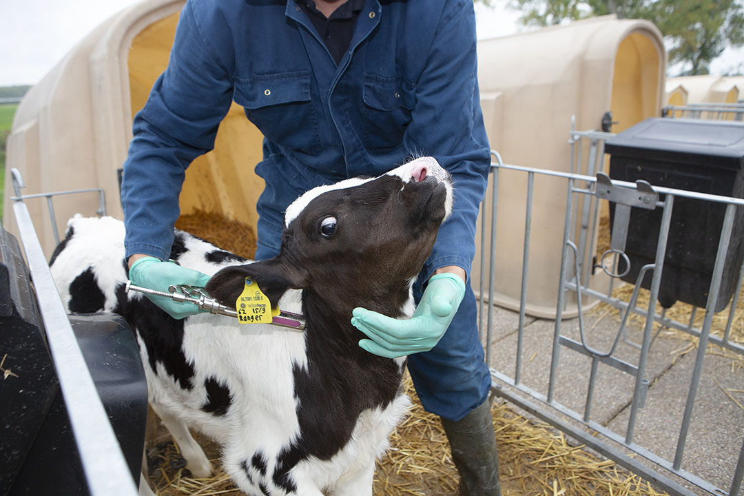 Chronic vet shortage A global problem Dairy Global