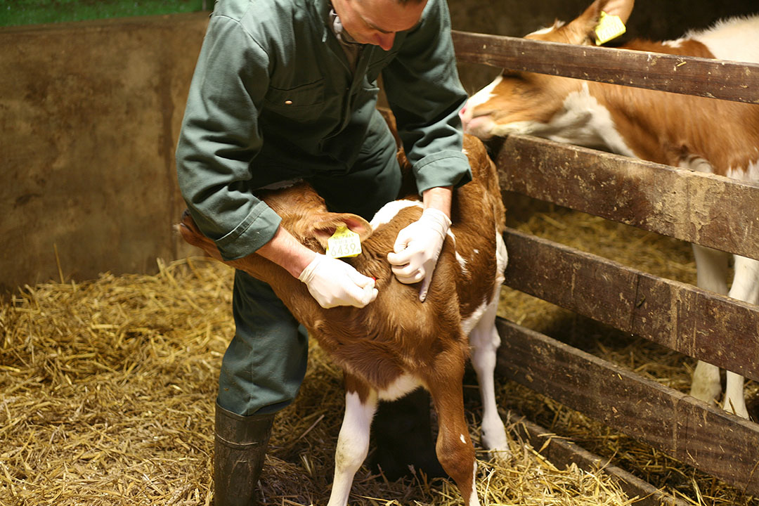 Russia trials mastitis vaccine - Dairy Global