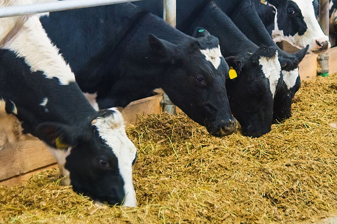 Sustainable dairy farming with a return in 1, 2, 3 steps - Dairy Global