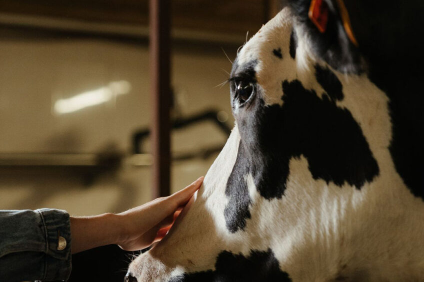 Russia has a strong dependence on imported veterinary pharmaceuticals. Rosselhoznadzor estimated the share of imported vaccines in the Russian cattle industry to be 71%. Photo: Canva