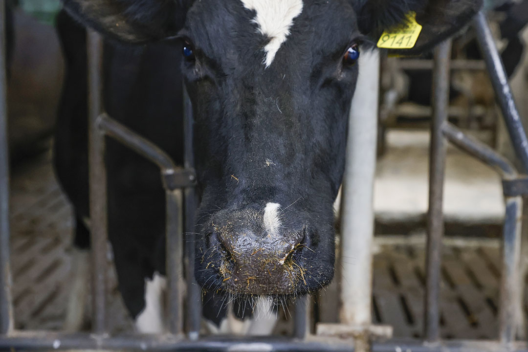 More Cases Of Bluetongue Found In The UK - Dairy Global