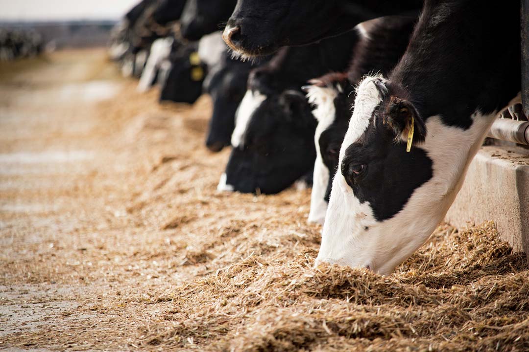 Feed in focus in the dairy net zero journey - Dairy Global