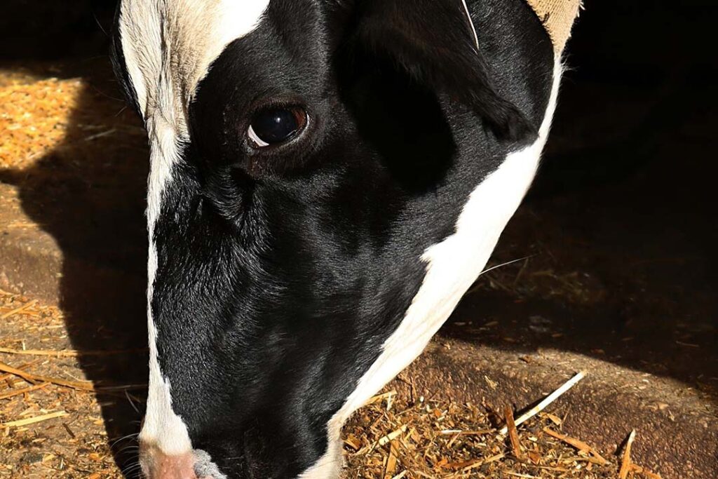 Reducing dairy cow stress with positive reinforcement - Dairy Global