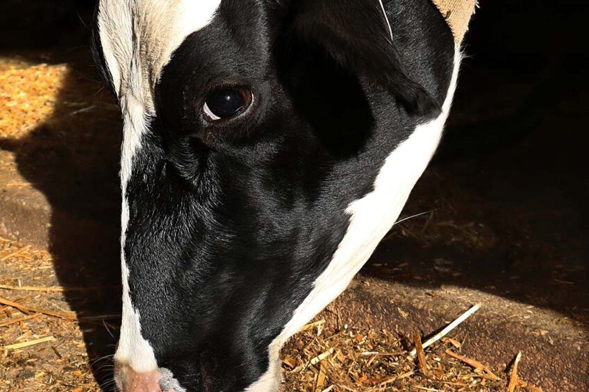 The dairy heifers trained with positive reinforcement showed more anticipatory behaviours in the start box than the control group. Photo: Canva