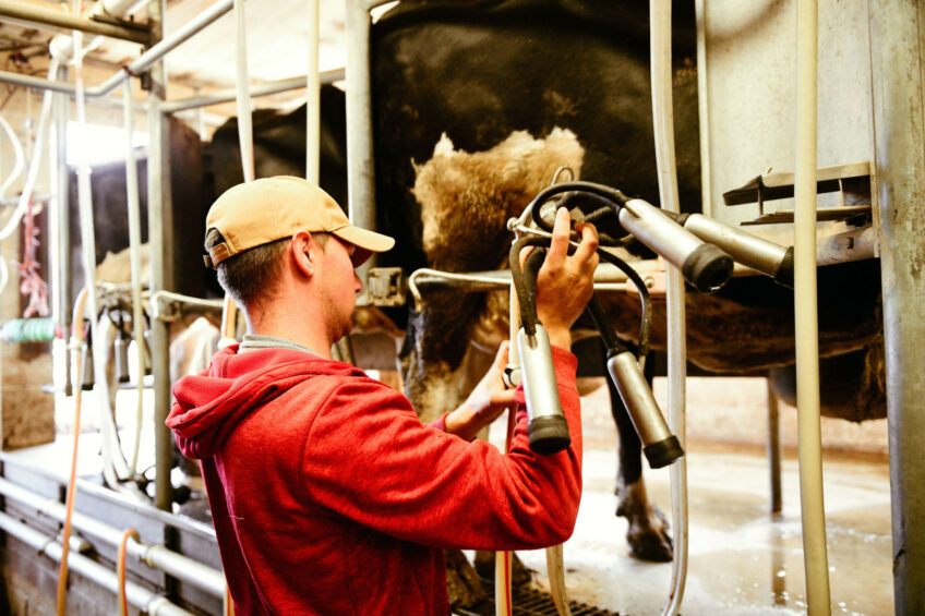 The number of cows the farm employees needed to handle in some way had increased sixfold, making the work very labour intensive. Photo: Canva