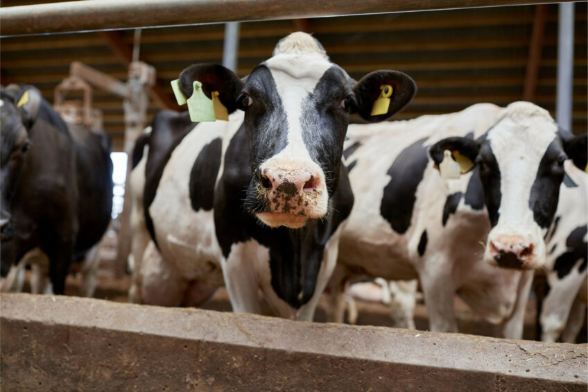 Dairy slurry if not properly stored can be a source of environmental contamination with antimicrobial resistant genes and bacteria. Photo: Canva