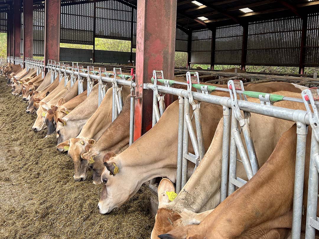 The Applegarth Jersey herd was formally started in 2021 when the first heifer calved.