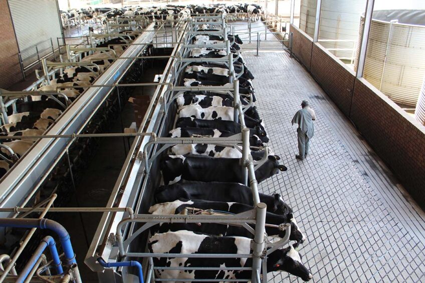 A Delaval 50-point rapid exit milking system ensures that cows spend less time on their feet since they can leave the milking parlour as soon as they are done being milked. Photos: Lindi Botha