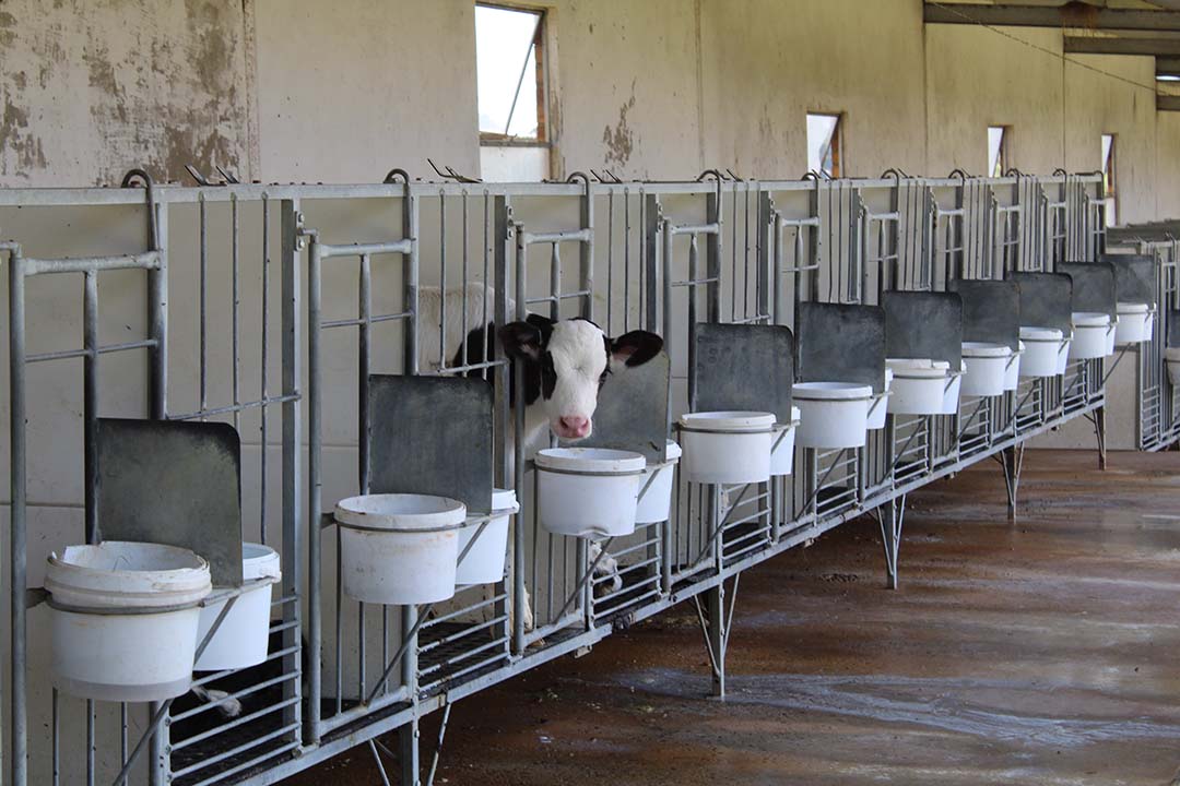 Calves are placed in a calf camp a day after being born. Any calves that show problematic symptoms are kept to one side to prevent disease transmission to other calves.