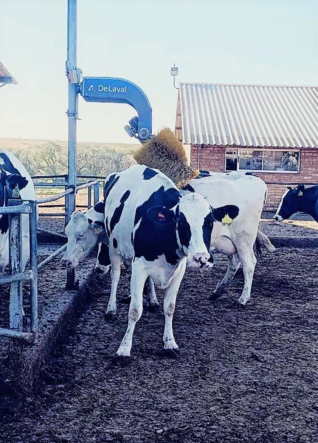 Cow comfort is prioritised on the farm and cows are provided with brushes for back scratches.