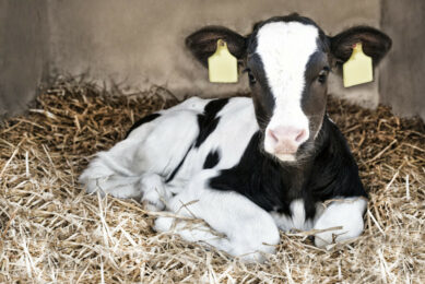 How to raise a healthy calf