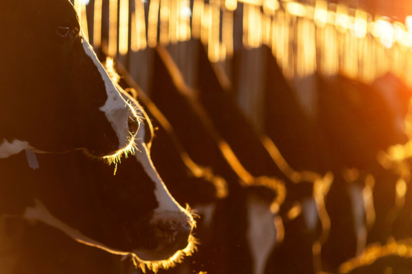 Rinse Jan Boersma, founder of Beluga Animal Health comments: “Although the dairy sector already made important steps in more responsible antibiotic use and implementing technology to monitor animal behaviour and health for example, we still must step up. Photo: Canva