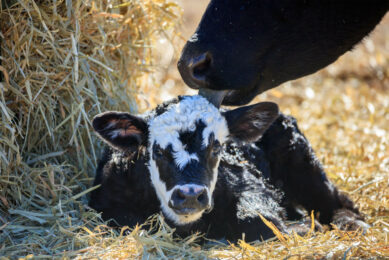 The study did not uncover any negative effects of Holstein dairy cows carrying and giving birth to beef crossbred calves. Photo: Canva