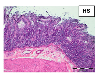 Source: Koch et al, 2019