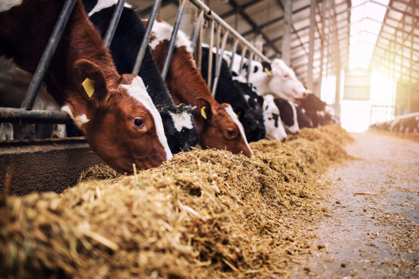 The reduced feed intake levels only accounts for 20% to 50% of milk production loss during heat stress. Photo: Shutterstock.