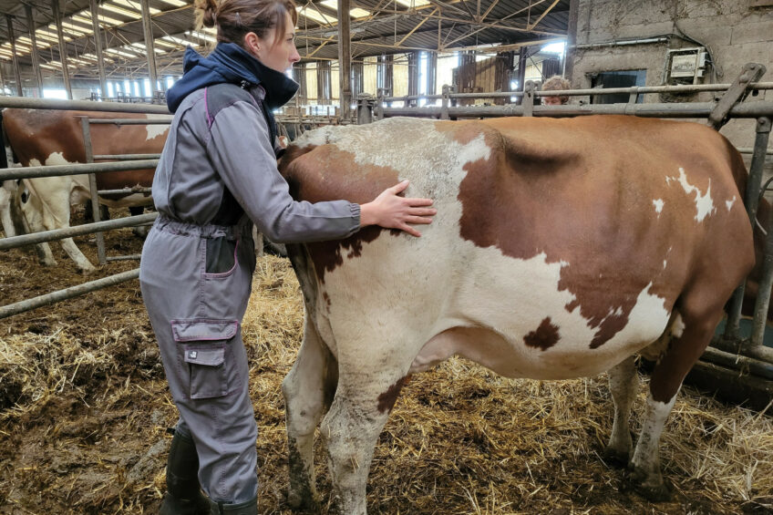 Lila Achard during an osteopathy session. Photo: Gaec de la Grosse Roche