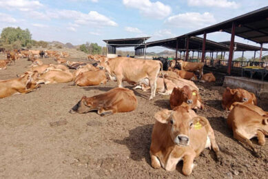 The cows are kept in open camps, not on pasture since tick-borne diseases are too high a threat. A stocking rate of 10m² per cow is maintained. Photos: Lara Venter