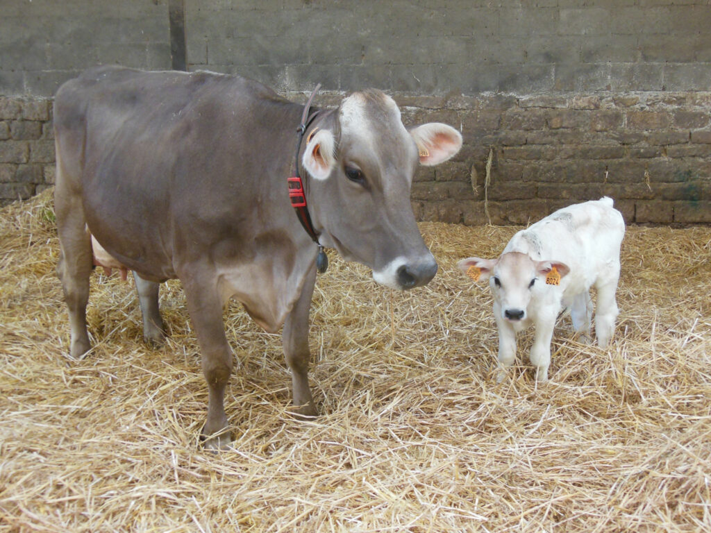 After birth, calves stay with their mother for 10 to 21 days.