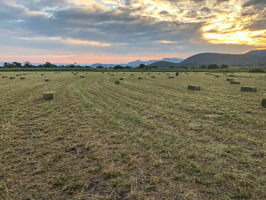 Lucerne is fed green to the cows to gain maximum nutrients from the grass.