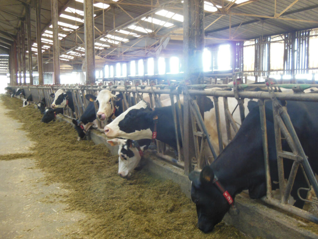 The ration of the milked cows aims for rumen stability.