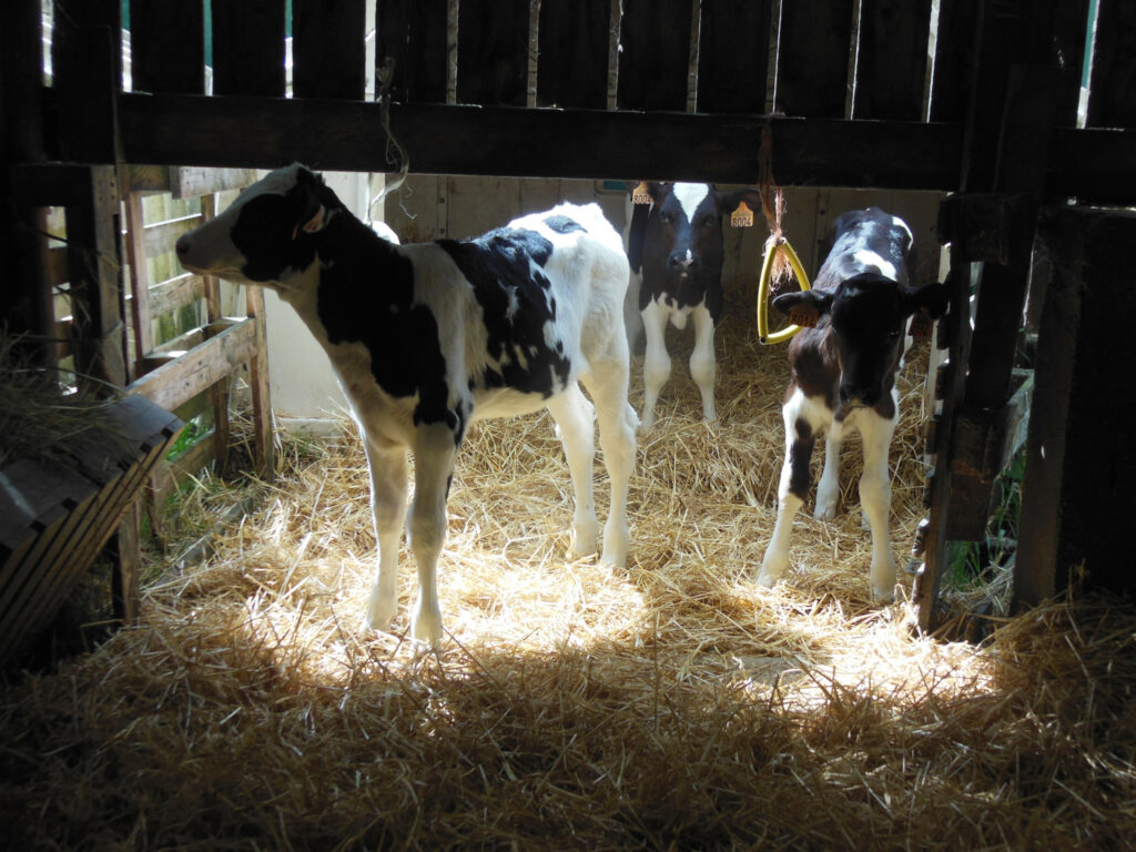 The calves in groups in the nursery have an essential oil bar at their disposal.