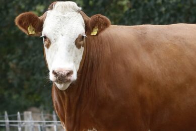 Bull fertility: Improving cow conception rate