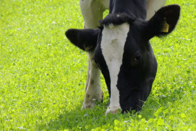 The AHDB said there had been a steep rise in the number of genomic tests of females with around 100,000 dairy heifer calves tested, representing approximately 20% of the recorded herd. Photo: Canva<span class=""> </span>