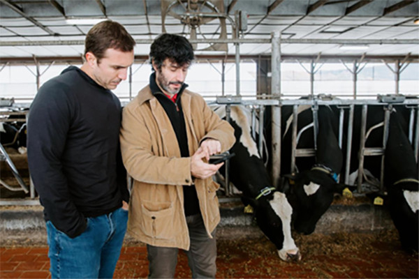 CAST director Dr Julio Giordano (left) and one of his PhD students, Martin Perez, examine data from a cow sensor. Photo: Allison Usavage