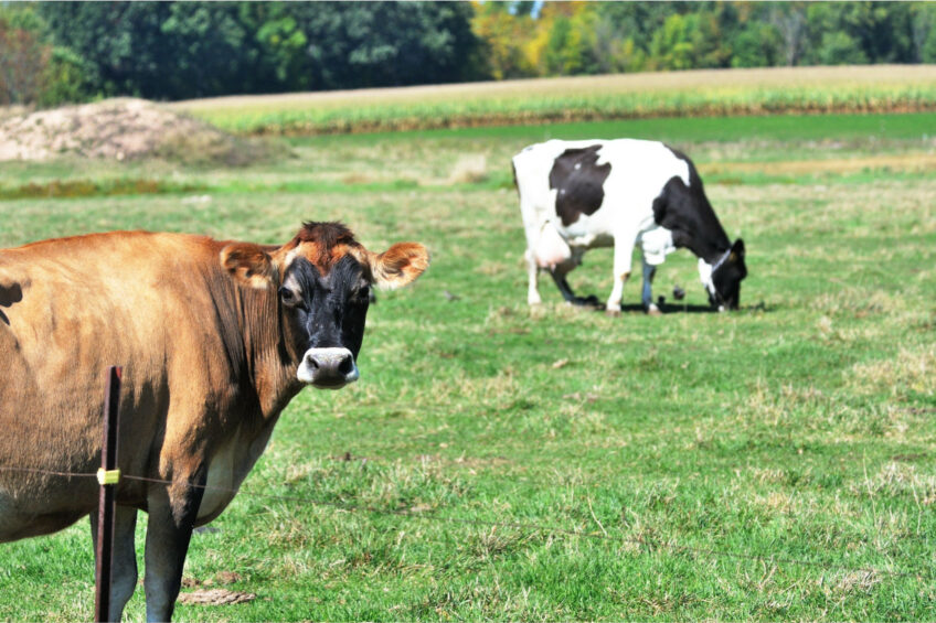 Producing crossbred dairy-beef cows for meat is becoming a significant source of revenue for North American dairy farmers. Photo: Canva