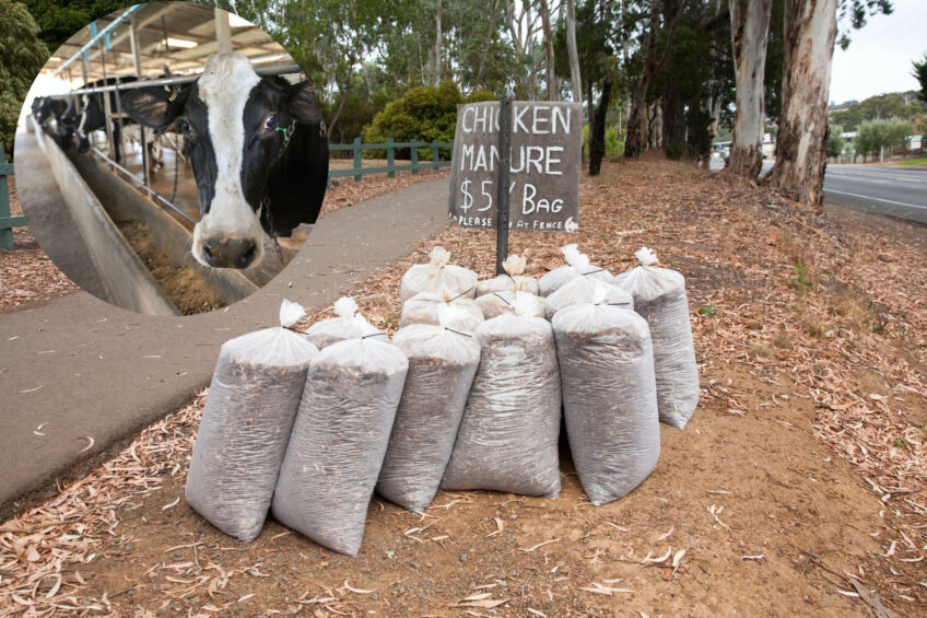 The practice of feeding chicken litter to cows in large-scale feedlots and dairies is banned in the UK and in Canada. Photo: Canva