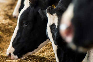 The changing concept of ketosis in dairy cattle