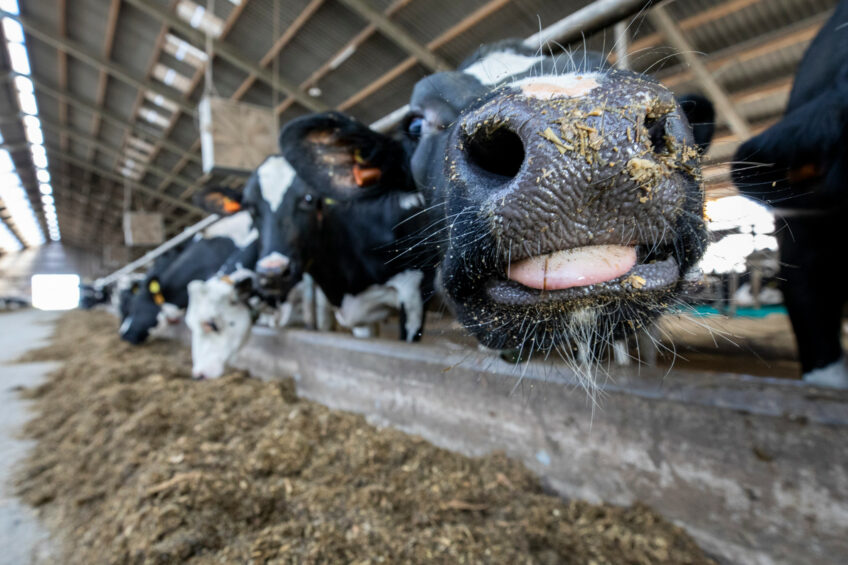 Methane is produced by dairy cattle through ruminal digestion, burping and through manure emissions. Photo: Anne van der Woude