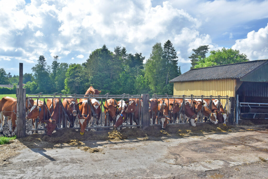 Peter Sivertsen transitioned to an organic milk producer in 1998.