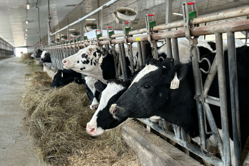 Housed in free stalls, the cows are fed a TMR of corn silage, haylage, brewers grain, canola, distillers grain and ground corn. Photo: Zana van Dijk