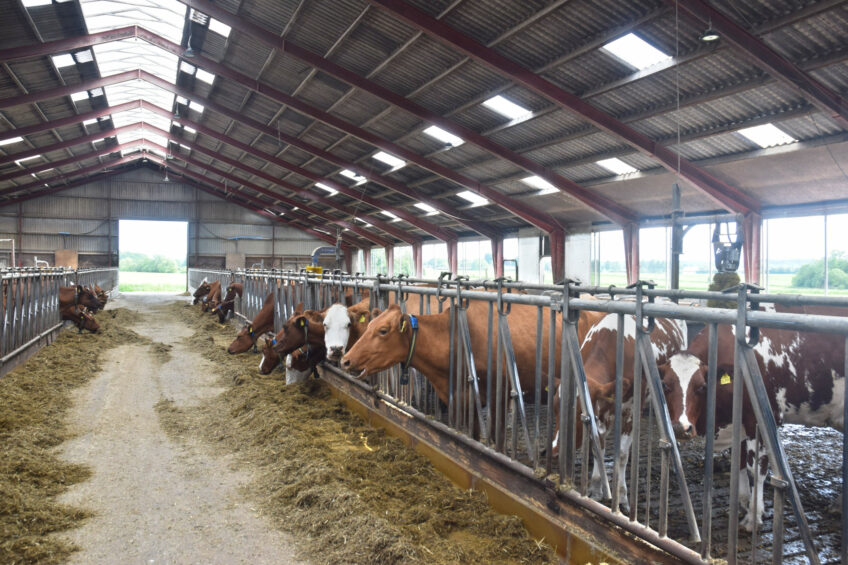 The cows are kept in free-running barns with bunks for each cow. Photos: Aage Krogsdam