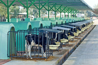 The calf pens should always be kept clean. With daily cleaning, the incidence of diarrhoea may be reduced by 15-20%. Photos: Canva