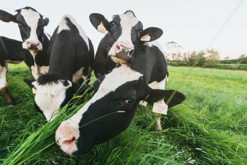 By incorporating bypass proteins into the diets of dairy cows, nutrient digestion can be enhanced, excessive rumen fermentation reduced, and gas production (including methane) minimised. Photo: Canva